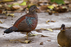 Galloperdix lunulata