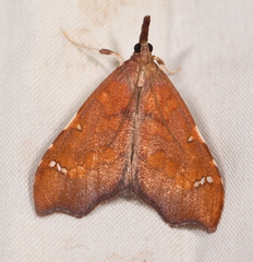 Deana hybreasalis