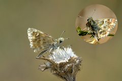 Muschampia stauderi