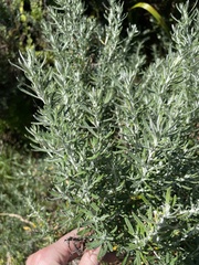 Olearia axillaris