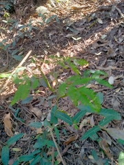 Acacia attenuata