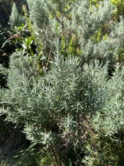Olearia axillaris