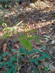 Acacia attenuata