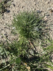 Pectocarya penicillata