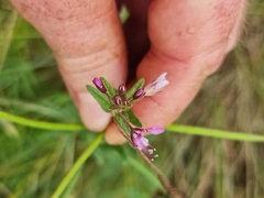 Cleome monophylla