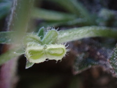 Pectocarya penicillata