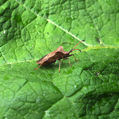 Coreus marginatus