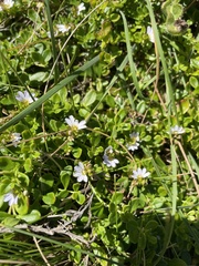 Scaevola albida
