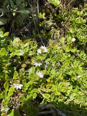 Scaevola albida