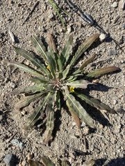 Camissoniopsis
