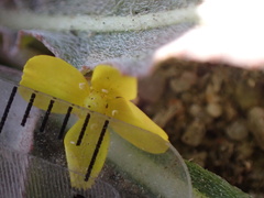 Camissoniopsis