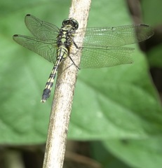 Orthetrum serapia