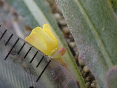 Camissoniopsis