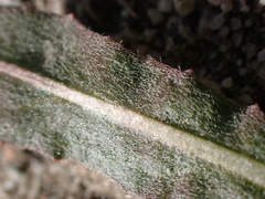 Camissoniopsis