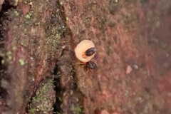 Penthalodidae