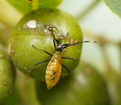 Amblypelta nitida