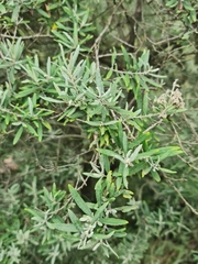 Buddleja saligna