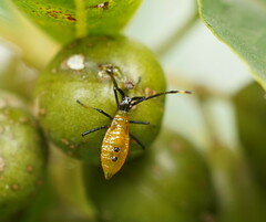 Amblypelta nitida
