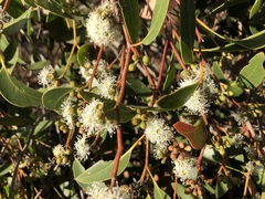 Eucalyptus arenacea