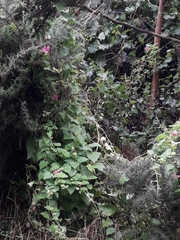 Lophospermum erubescens