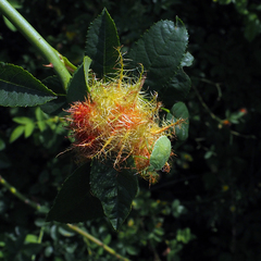 Palomena prasina