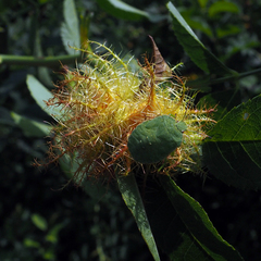 Palomena prasina