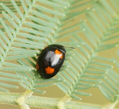 Peltoschema tetraspilotum