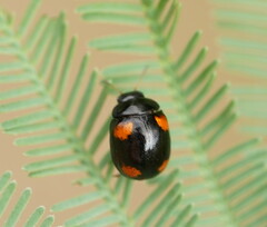 Peltoschema tetraspilotum