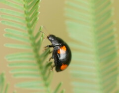 Peltoschema tetraspilotum