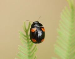 Peltoschema tetraspilotum