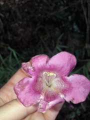 Lophospermum erubescens