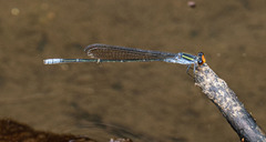 Pseudagrion ignifer