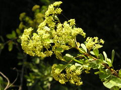 Heteromorpha arborescens collina