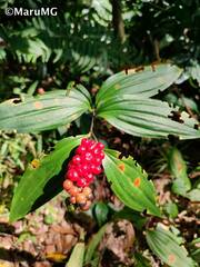 Maianthemum scilloideum
