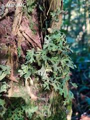 Maianthemum scilloideum