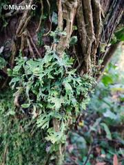 Maianthemum scilloideum