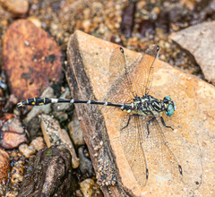 Austrogomphus cornutus