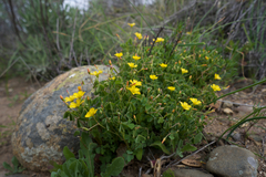 Oxalis californica