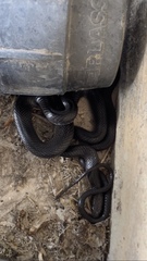 Dolichophis jugularis