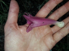 Lophospermum erubescens