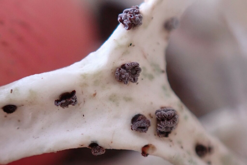 Oakmoss Spot