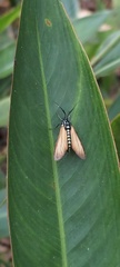 Eriphioides ustulata