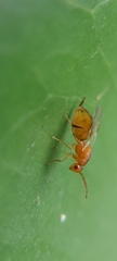 Eurytominae