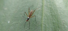 Nerioidea