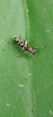 Salticidae