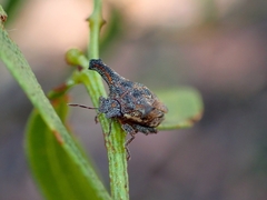 Deroploopsis