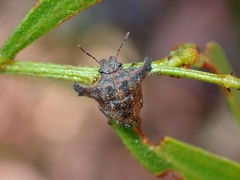 Deroploopsis
