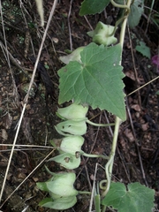 Lophospermum erubescens