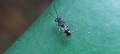 Hymenoptera