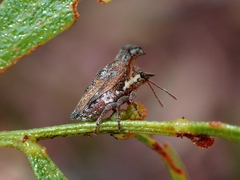 Deroploopsis